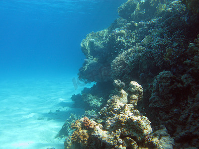 大海背景下热带海底的珊瑚礁