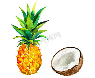 菠萝和椰子插图。