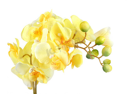 黄色兰花的花