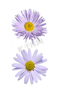 菊科摄影照片_两个紫色的菊科