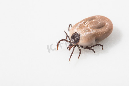 蜱虫——各种疾病的携带者