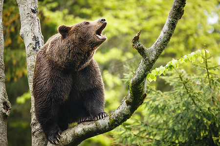 可爱棕熊摄影照片_棕熊 (Ursus arctos)，坐在树上，大声尖叫