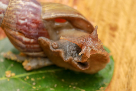 巨型非洲蜗牛 — Achatina fulica 大蜗牛，类似于 Achatina achatina 和 Archachatina marginata，害虫问题，蜗牛入侵物种