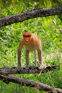 坐在树上的长鼻猴，婆罗洲，马来西亚
