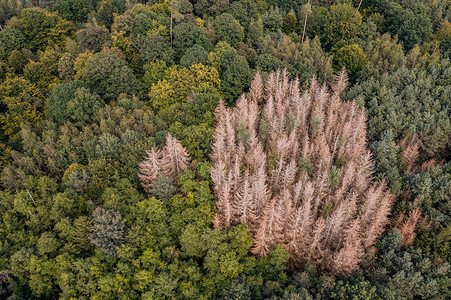 一群枯死的云杉是德国森林枯死的标志