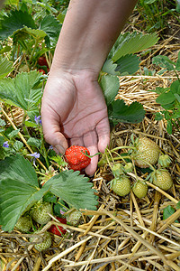 从田里捡草莓