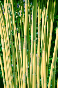 中美洲自然生长的绿竹