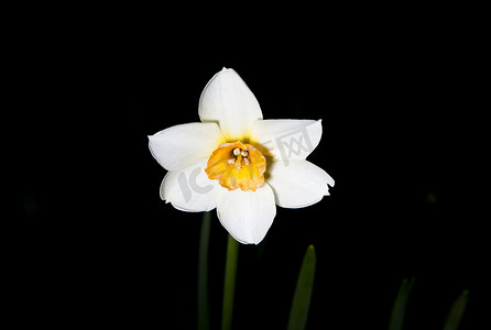 白水仙花 (Narcissus papyraceus)