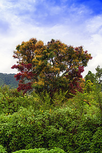 沙摩西岛多彩多姿的树。