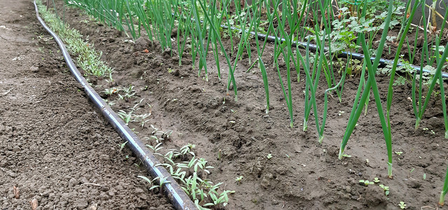 洋葱流泪摄影照片_温室灌溉系统、西红柿和洋葱幼苗温室