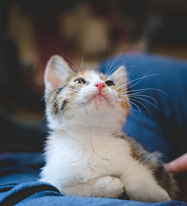 抬头仰望的猫摄影照片_可爱的印花布虎斑小猫用好奇的表情抬头