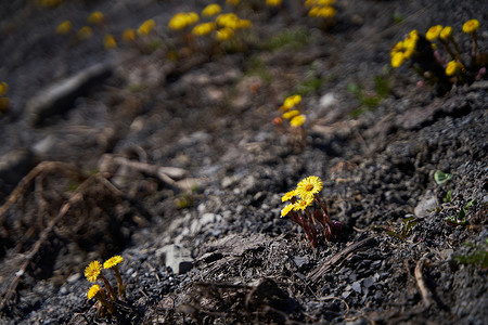 春天黄色蒲公英摄影照片_第一个春天黄色蒲公英从地上冒出来