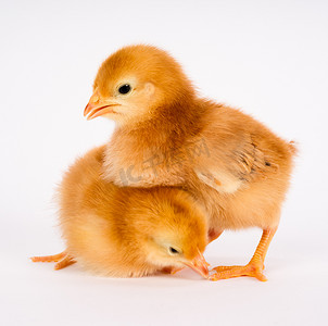 小鸡刚出生的农场鸡站在白色罗德岛红色
