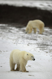 散步的熊摄影照片_北极熊散步。