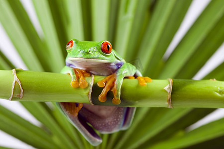 叶丛摄影照片_彩色背景丛林中的青蛙