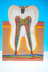 人的牙齿结构，明亮的五颜六色的口气概念