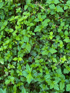 纹理绿色和清洁植物叶子的顶部视图