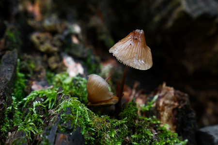 青苔中的伞菌毒蘑菇