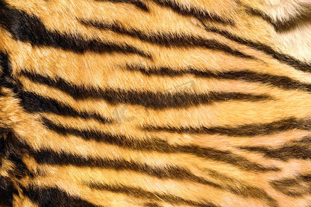 野生猫科动物纹理毛皮