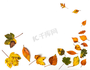 构成白色背景的秋叶的多彩集合