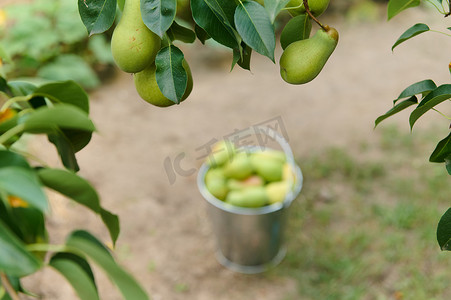 有选择地关注挂着绿色梨子的树枝，上面挂着新鲜收获的水果的模糊桶