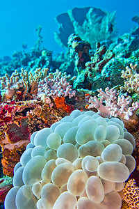 气泡珊瑚，石珊瑚，北苏拉威西岛，印度尼西亚