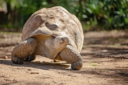 缓慢移动的加拉帕戈斯龟