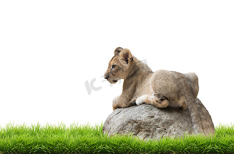 小狮子坐在孤立的岩石上