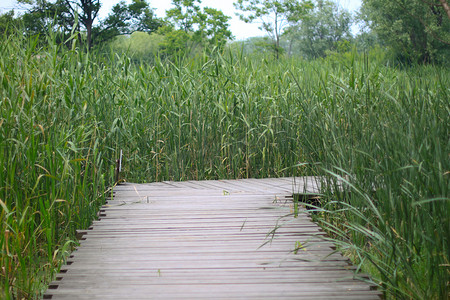 西溪湿地摄影照片_杭州西溪湿地木桥
