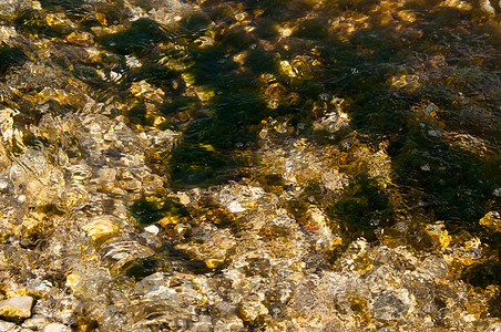 大海海草摄影照片_青苔和海草盖的岩石