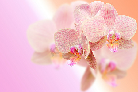 模糊渐变背景上精致的粉红色兰花