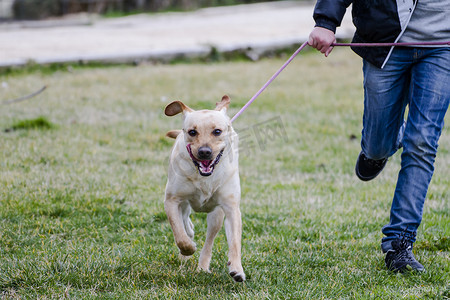 Pet.A 棕色拉布拉多犬在草地上与男孩一起奔跑