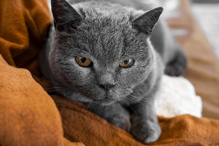 沙发上长着黄色眼睛的灰色查特勒猫。