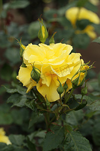 黄玫瑰花卉植物