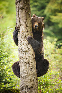 可爱棕熊摄影照片_棕熊