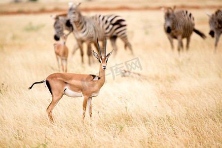 一只羚羊和一些斑马在肯尼亚的大草原