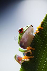 在五颜六色的背景的红眼睛的青蛙绿树