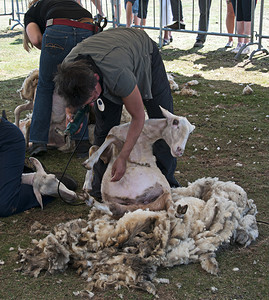 剪羊毛农民摄影照片_在 Ermelo 一年一度的剪羊毛活动中剪羊毛