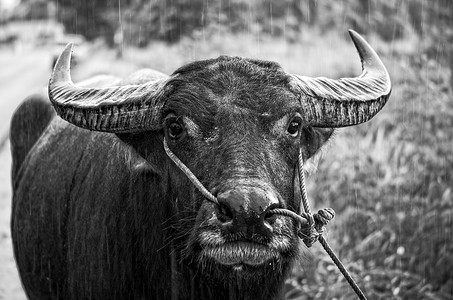 亚洲水牛在雨中的黑白照片。