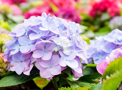 紫蓝色绣球花