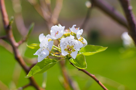 盛开的梨树花