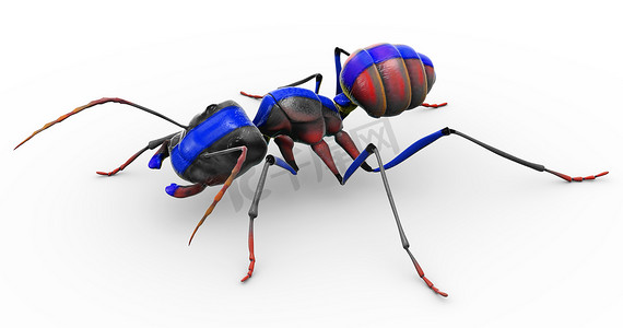 彩绘蚂蚁看起来很漂亮