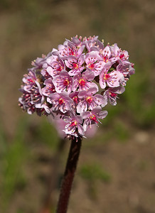 Darmera peltata、印度大黄或伞状植物