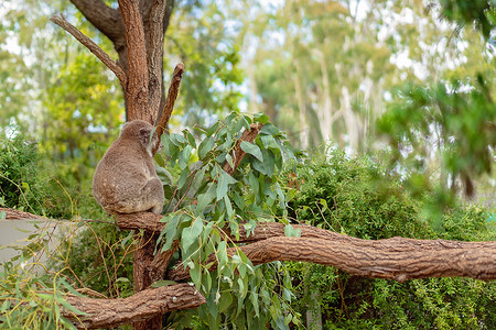 澳大利亚考拉熊在桉树上睡着了