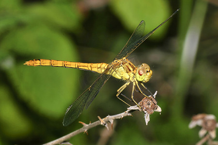 蜻蜓，瓜达拉马国家公园，西班牙