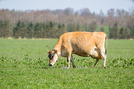 泽西摄影照片_泽西奶牛在田野上吃草