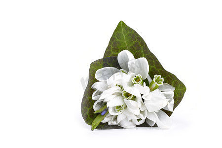 花上的雪摄影照片_木制背景上的雪花莲束