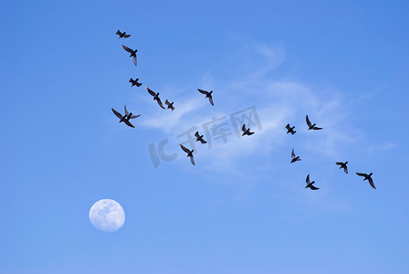 飞向月亮的鸟儿