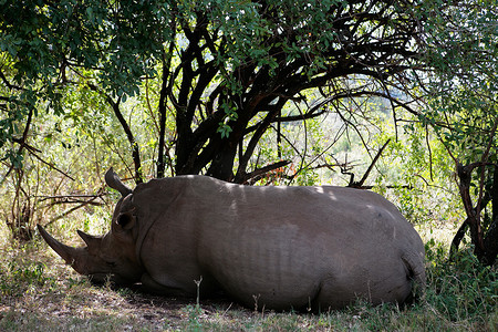 牛马摄影照片_白犀牛马赛马拉保护区肯尼亚非洲
