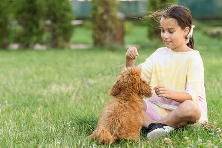 一个小女孩和她的 maltipoo 狗玩耍